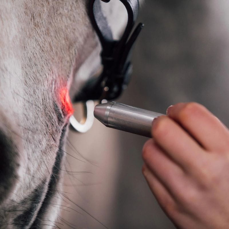Person using a laser device on a horse's skin