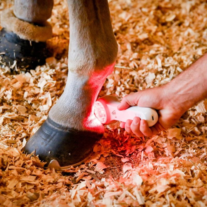 A close-up of a horse's leg on wood shavings with a person holding a white handheld device that emits a red light onto the hoof, likely for inspection or treatment.