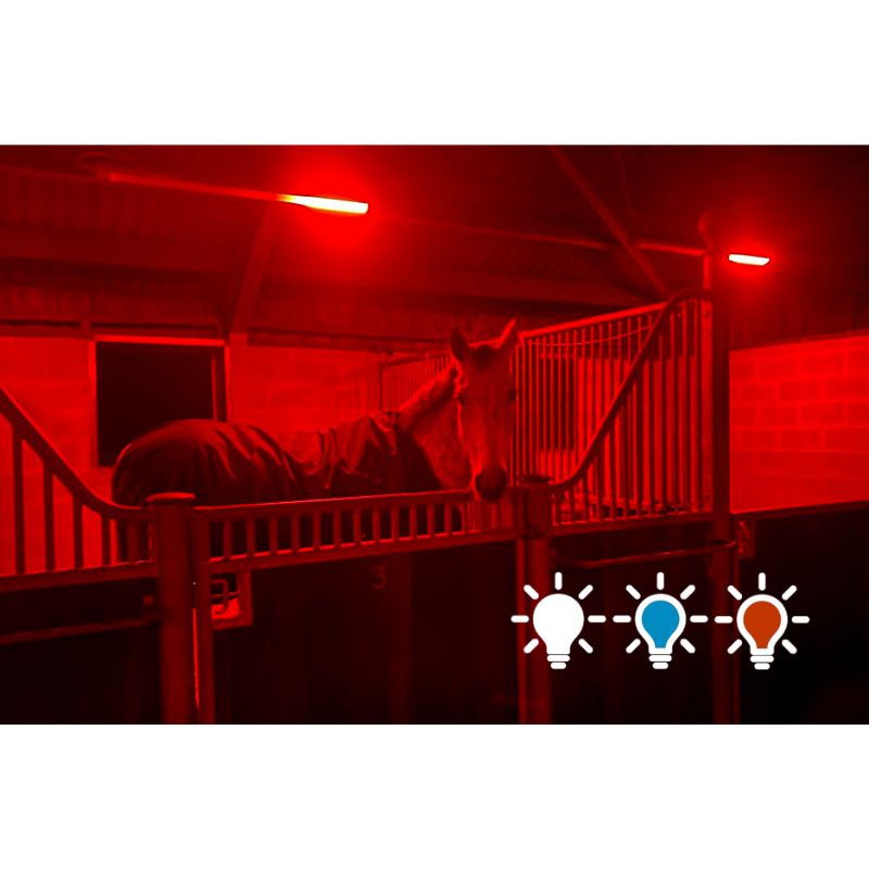 Horse in a stable with red lighting and three light bulb icons below.