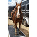 Brown horse with a white stripe on its face standing on a vibration plate in front of a trailer.