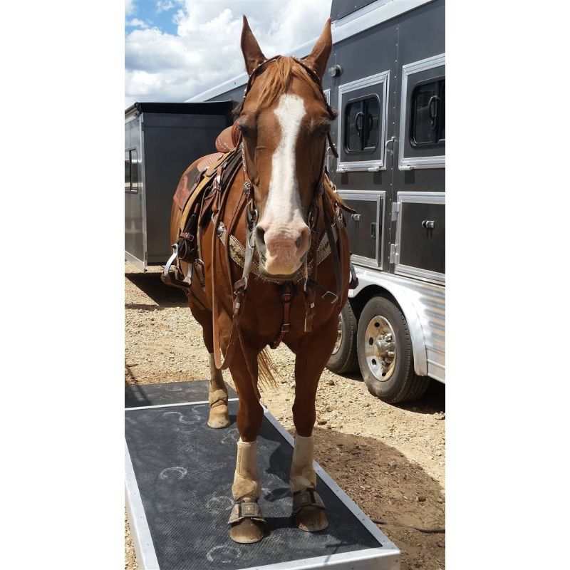 Brown horse with a white stripe on its face standing on a vibration plate in front of a trailer.