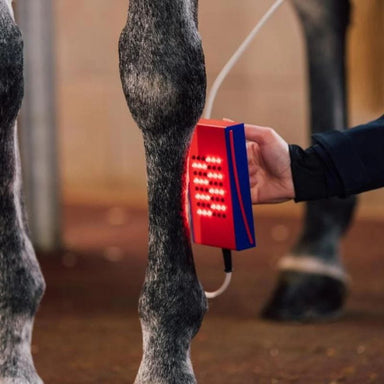 Person using a red and blue device on a horse's leg in an indoor setting