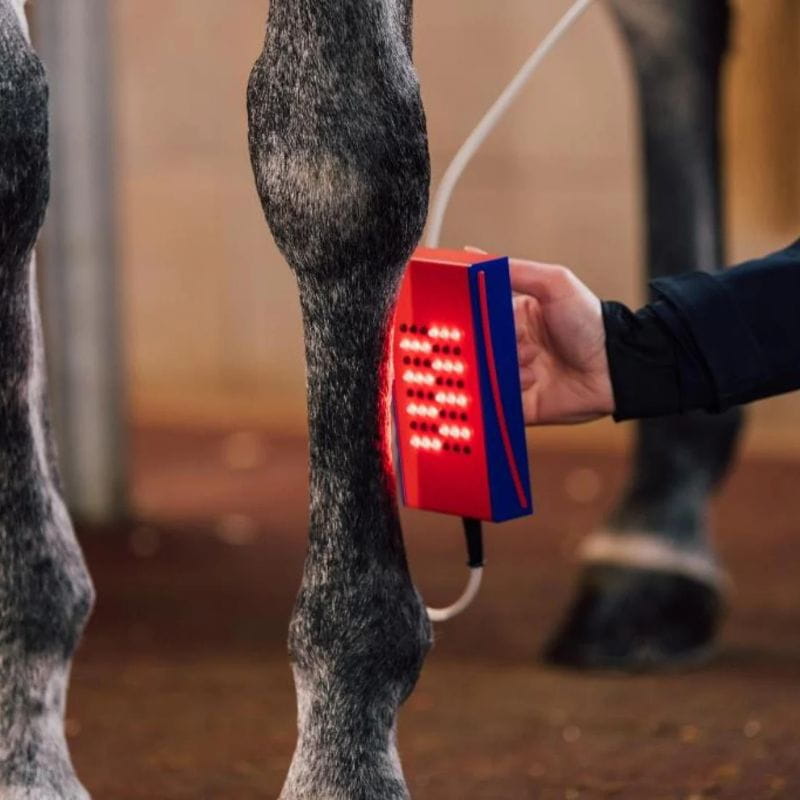 Person using a red and blue device on a horse's leg in an indoor setting
