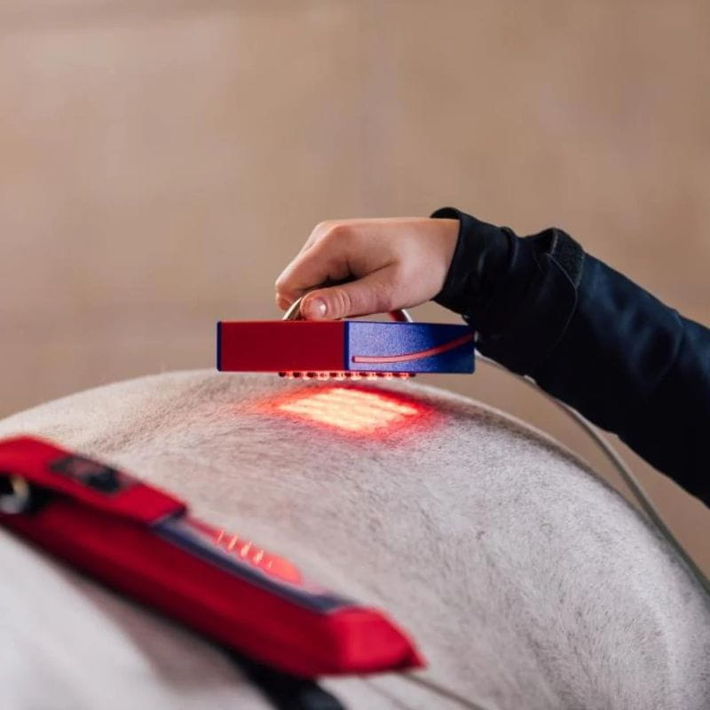 Person using a red light device on a horse's back