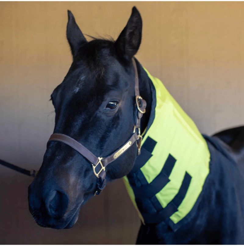 horse wearing a neck heated horse blanket complement