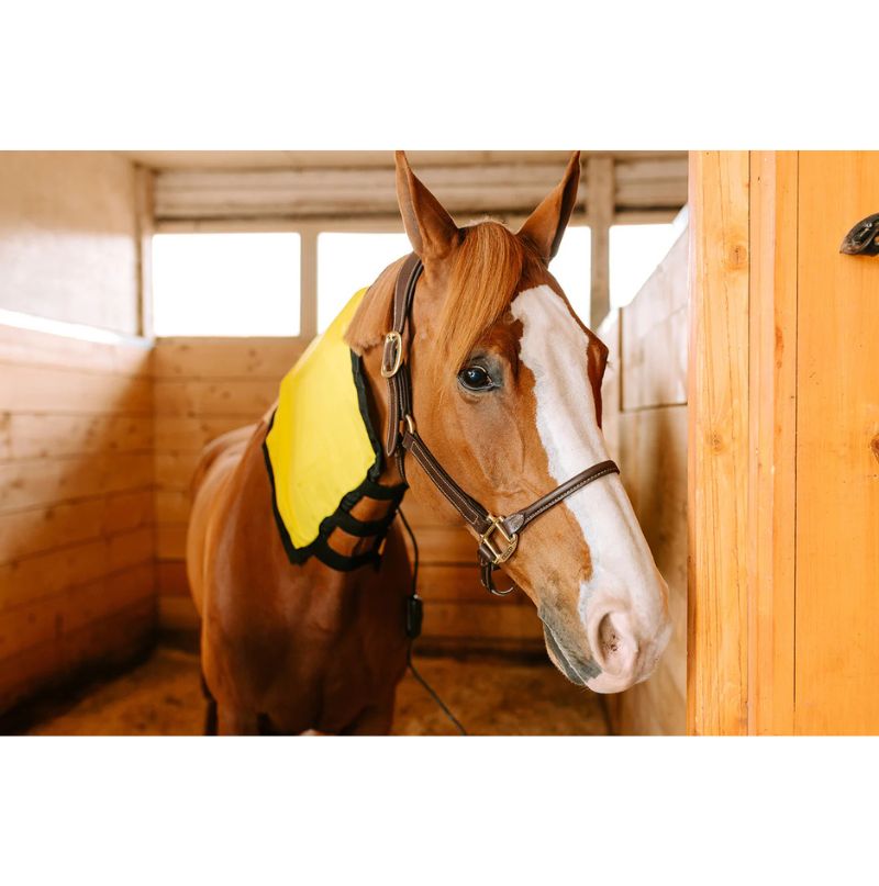 horse wearing heated blanket for neck