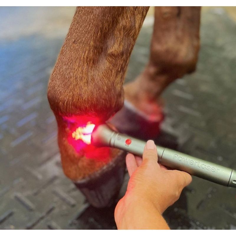 Equine laser therapy treatment on horse leg using PowerMedic Class 3B VET laser for tendon injury recovery
