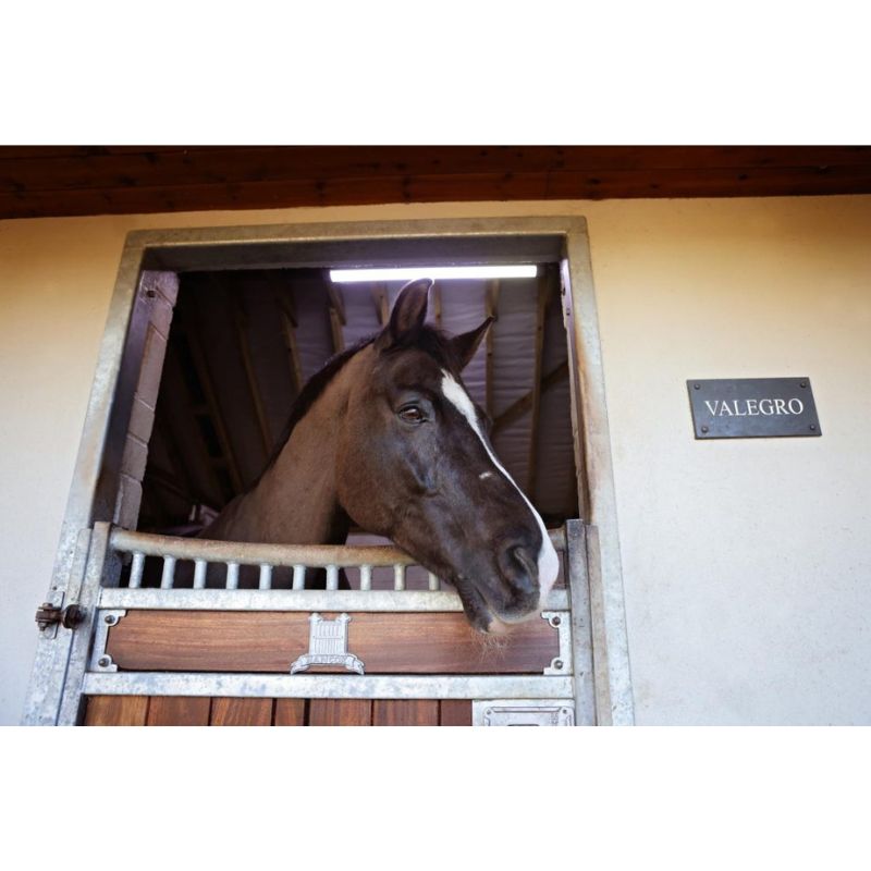 Horse peeking out from a stable door with white lights on the ceiling. 
