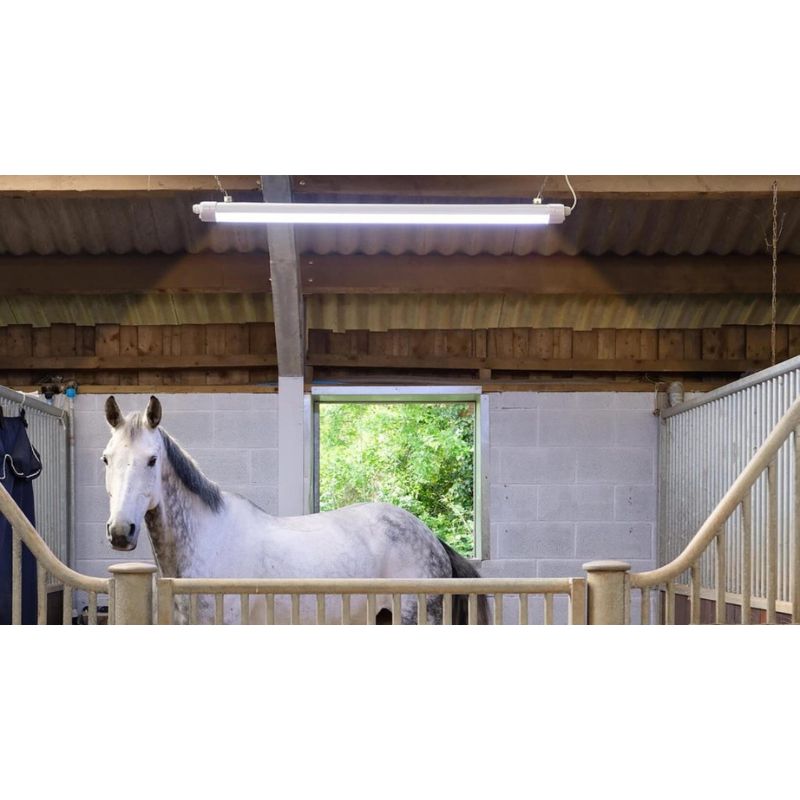 Horse inside a stable with white light fixture on the ceiling