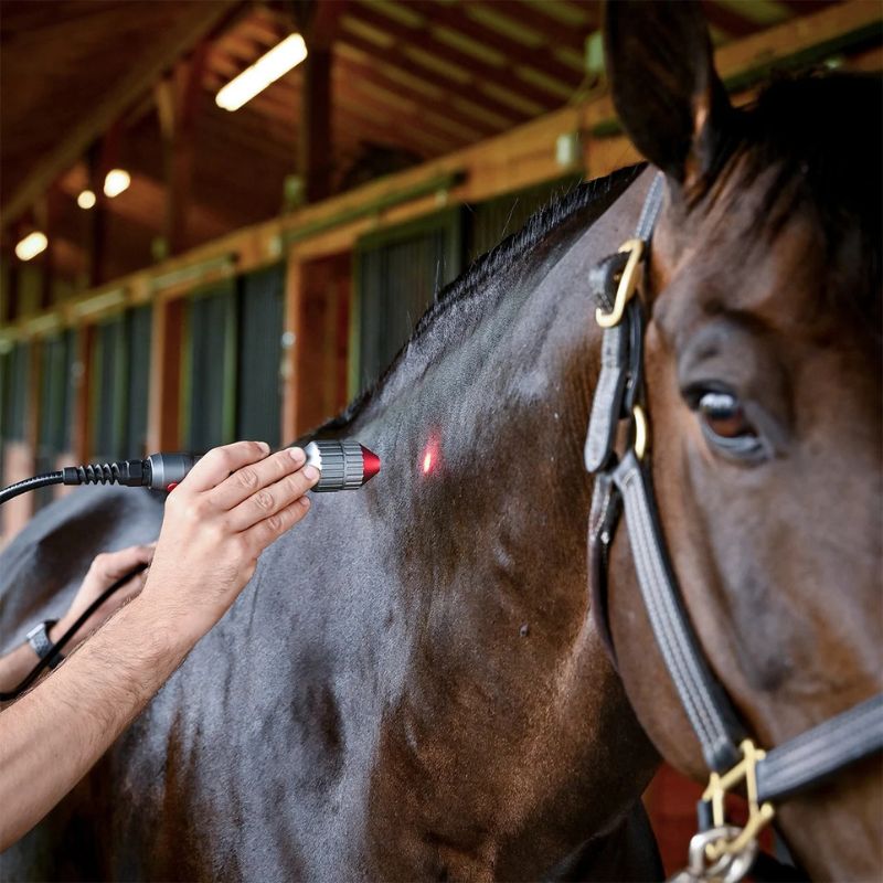 Relaxed brown horse with red laser pointer