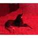 foal lying on hay in a stable with red lighting