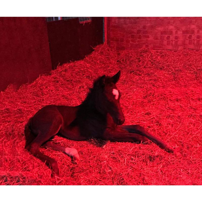 foal lying on hay in a stable with red lighting
