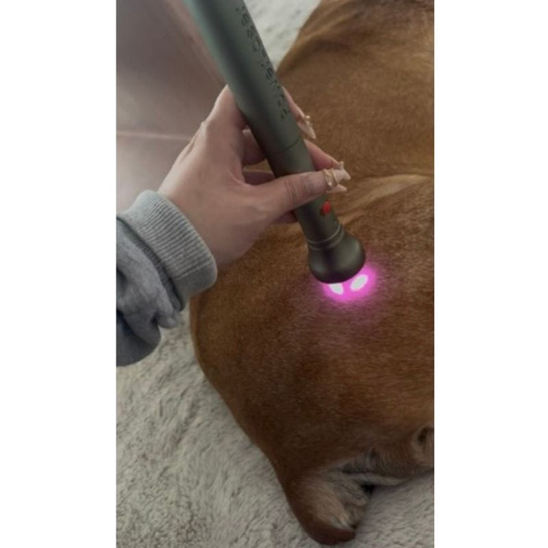 Green laser point at brown dog's back 