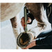 Veterinarian using Class 3B PowerMedic cold laser therapy on a hoof for post-op rehabilitation 
