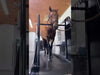 brown horse on equine treadmill