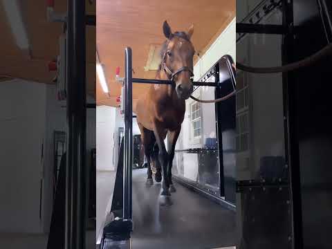 brown horse on equine treadmill