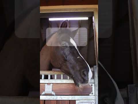 Horse barn lights 
