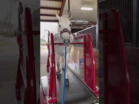 white horse on red q-line equine treadmill