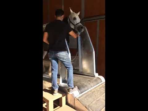 equine treadmill show video