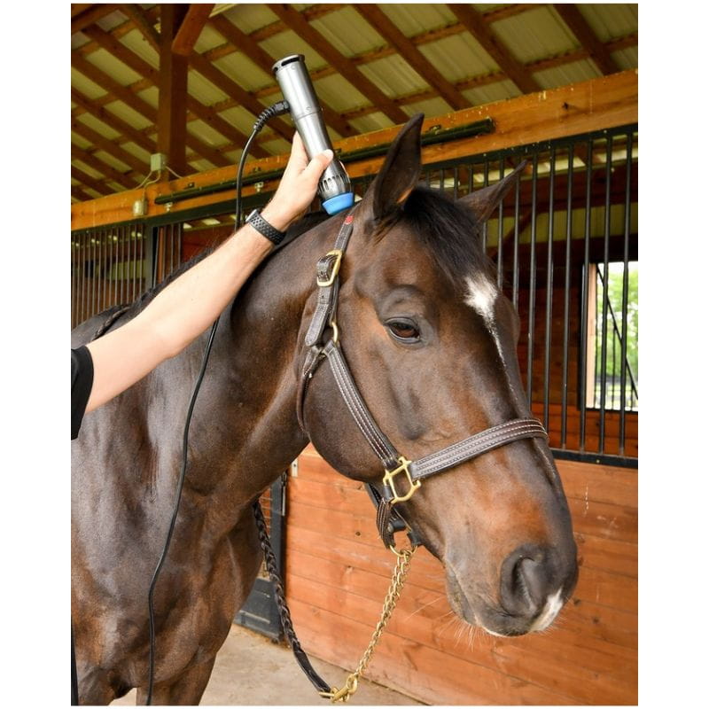 Veterinarian applying America Cryo Equine Shockwave Therapy to neck