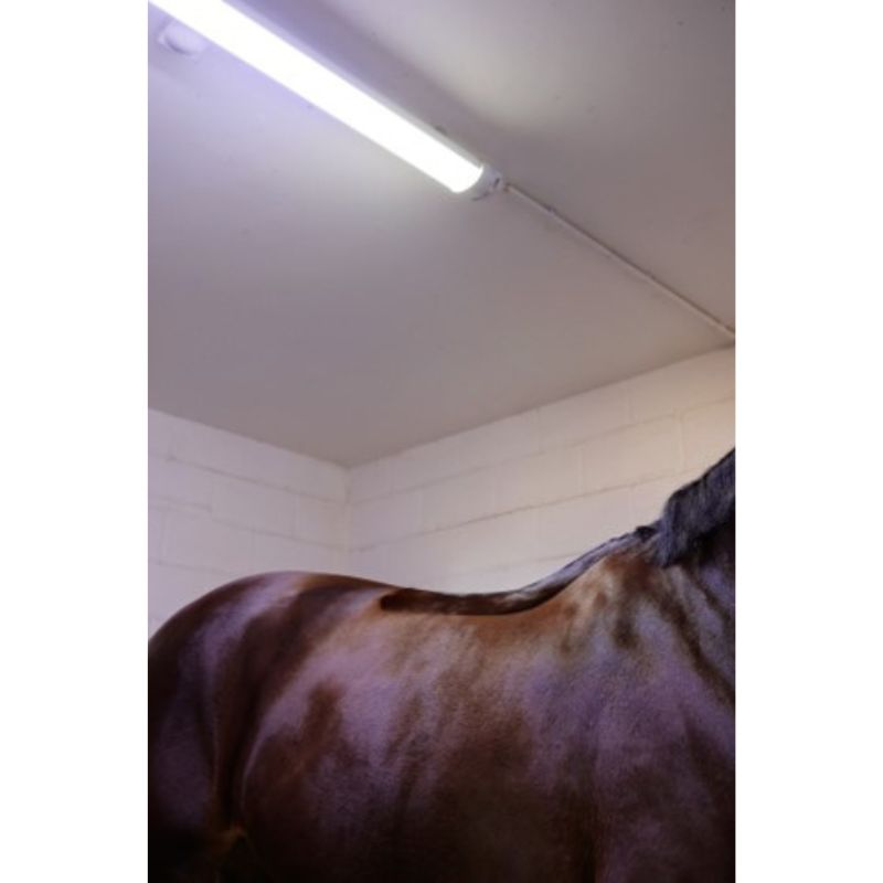 Close-up of a horse's back with a white wall and white light in the background