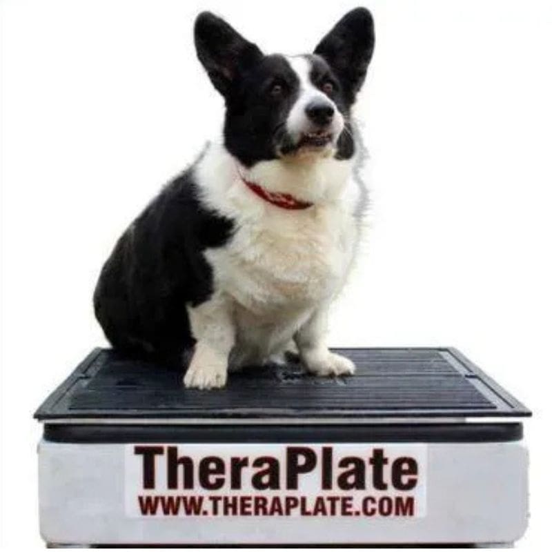 white and black dog sitting on theraplate