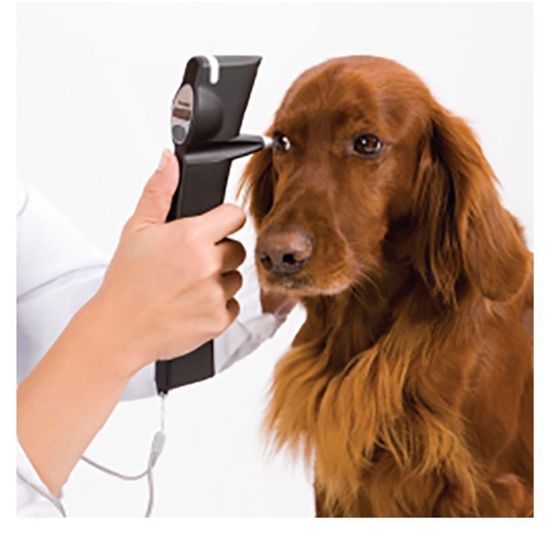 Dog being examined by a veterinarian with an otoscope.