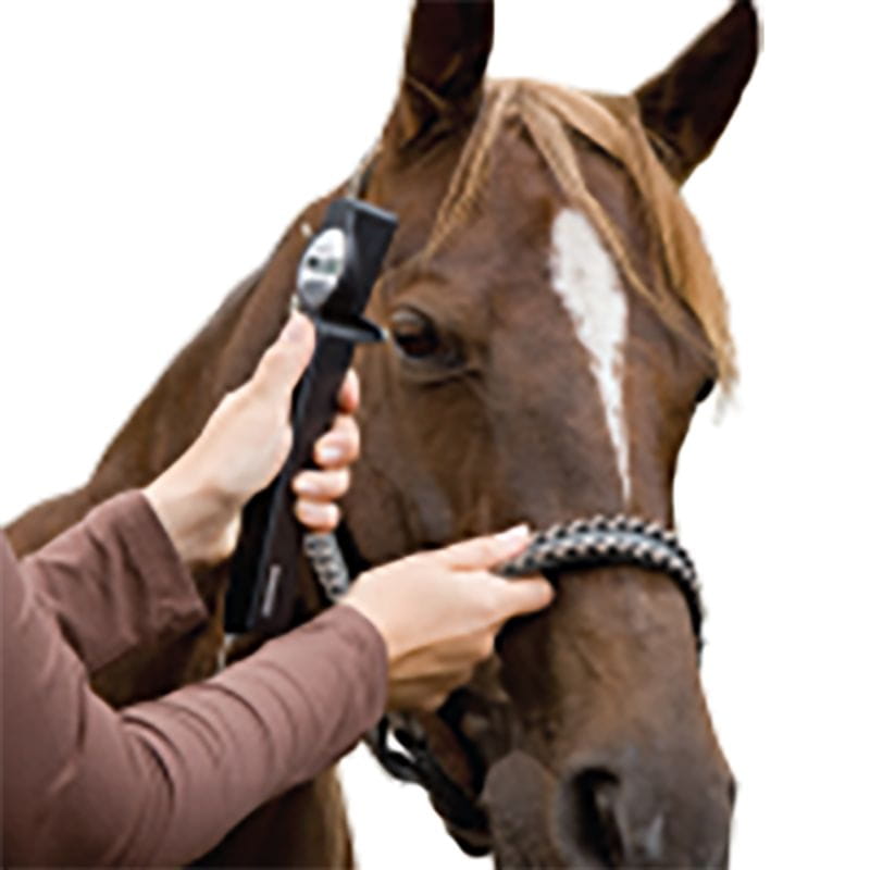 Person adjusting a bridle on a horse with a white background