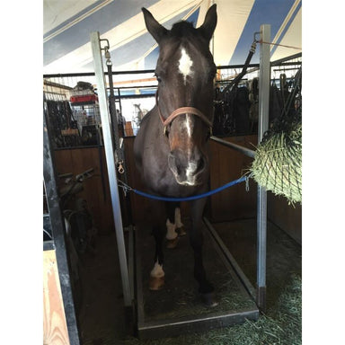 Horse standing on a vibration plate in an indoor arena