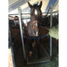 Horse standing on a vibration plate in an indoor arena