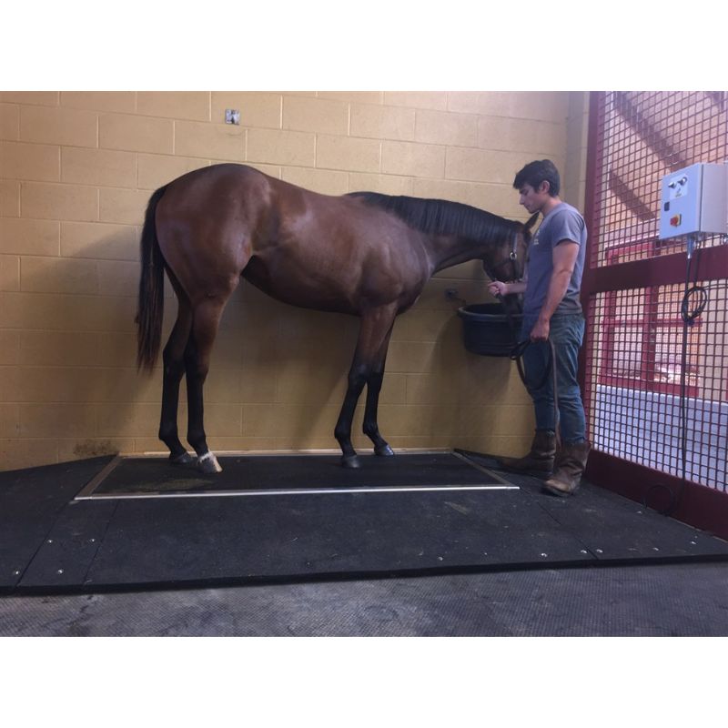 Horse standing on vibration plate with a person interacting with it in a stable setting