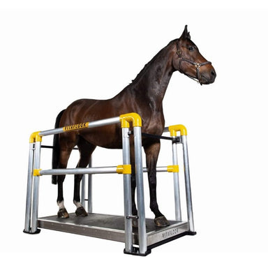 Horse standing on a vibration platewith yellow accents on a white background